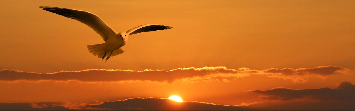 How Do You Control Bird Pests How Do You Control Bird Pests